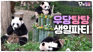 SUB 오와둥둥 ep12 돌잡이도 남다른 루이amp후이의 시끌벅적 생파부터 바오하우스 시즌2 전참시 비하인드까지🐼│Panda World [upl. by Eelano]