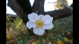 Herbstspaziergang im Garten 2024 [upl. by Anilag]