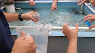 Endangered sea corals moved from South Florida to the Texas Gulf Coast for research and restoration [upl. by Llevol]