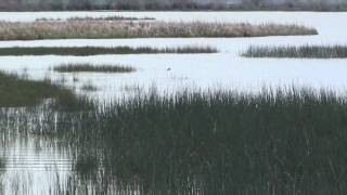 DOG TRAINING  AKC SENIOR RETRIEVER HUNT TEST WATER SERIES [upl. by Annaeoj]