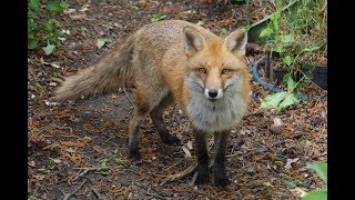 Immer diese Füchse  Fuchs macht Sitz  lustiger zahmer Fuchs [upl. by Edlyn]