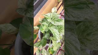 Updates of My Pothos Plants Growing Nicely youtubeshortvedio leytephilippines leyteprovince [upl. by Sedgewick]