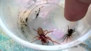 Hacklemesh Weaver vs Woodlouse Spider and Epic fail [upl. by Ydolem374]