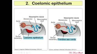 Embryology dr Doaa Urogenital 3 [upl. by Nnep]