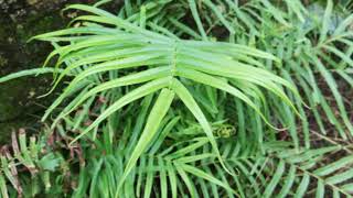 Pteris vittata Chinese brake Chinese ladder brake shrubs [upl. by Nolrev381]