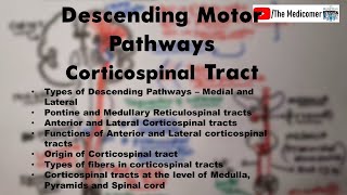 Descending Motor Pathways Corticospinal Tracts [upl. by Lancey78]