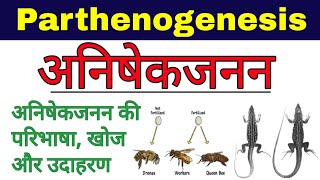 अनिषेकजनन  Parthenogenesis in hindi  anishek janan kise kahate hain  Biology ScienceSK [upl. by Eelyk733]