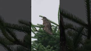 자연의 힐링：검은등뻐꾸기 울음소리 Natural healing：Indian Cuckoo singing  Cuculus micropterus Shorts [upl. by Pedrick587]