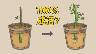 图解植物的扦插繁殖方法 [upl. by Tymothy]