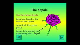 TOPIC PARTS OF A FLOWER  SCIENCE  7th video viralvideo [upl. by Berlin98]