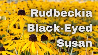 Rudbeckia  BlackEyed Susan  Perennial [upl. by Rochester]