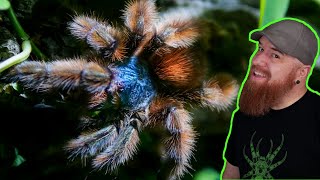 Antilles Pinktoe Tarantula Rehouse  Caribena versicolor [upl. by Thompson]