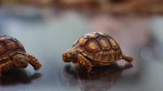 Sulcata Tortoise care sheet  دليل رعاية سلاحف السلقاتة [upl. by Star12]