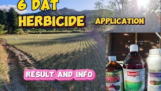 6 days onion herbicide appplicationresult and information [upl. by Eednil220]