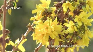 Le forsythia x intermedia mikador  Truffaut [upl. by Rifkin]