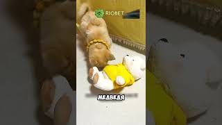 Забрала домой брошеную собачку 💔🐕 животные милыеживотные [upl. by Nnaecarg]