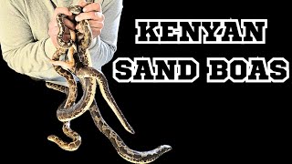 KENYAN SAND BOA CARE GUIDE 😎 [upl. by Bobseine]