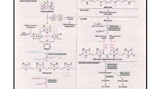 catabolism of heme [upl. by Attelliw]