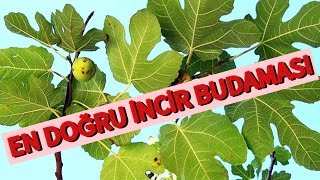 İNCİR BUDAMASI VE ŞEKİL VERME İŞLEMİ [upl. by Gilboa]