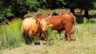 Schotse Hooglanders op de Posbank 12 7 2014 [upl. by Aire]