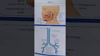 Salivary glands and trachea  nursing  anatomy and physiology [upl. by Sirois]