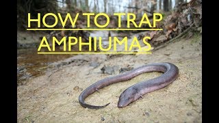 How to catch AMPHIUMAS in minnow traps [upl. by Animlehliw]