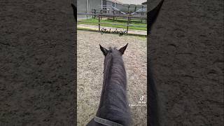 Stal vlog🐴🩷 staldestelle bruinisse stalvlog [upl. by Myers845]