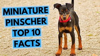 Miniature pinscher  TOP 10 Interesting Facts [upl. by Vassili]