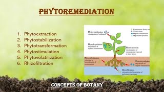 Phytoremediation Types of Phytoremediation Urdu Hindi Bioremediation Concepts of Botany [upl. by Ynogoham507]