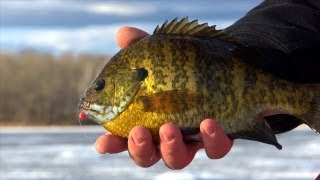 Ice Big Bluegills with Plastics  quotInDepth Outdoorsquot Season 7 Episode 3 [upl. by Noell]