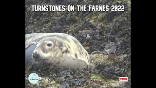 Turnstones On The Farnes Jan 2022 [upl. by Oigaib]