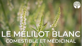 Mélilot blanc  les propriétés culinaires médicinales et les risques [upl. by Aneis806]