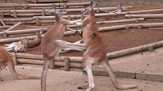 戦うカンガルー（多摩動物公園サマーナイト）Red kangaroo Fight [upl. by Babby]