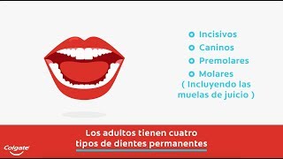 Funciones de los Dientes 4 Tipos y el Papel que Juegan Colgate® [upl. by Palm]