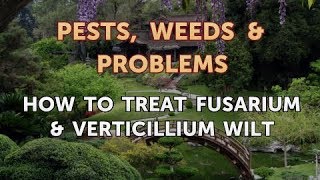 How to Treat Fusarium amp Verticillium Wilt [upl. by Enelrats]