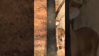 Biggun deer deerwatching nature naturelovers wildlife animal animallover animals outdoors [upl. by Liris776]