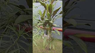 Cordyline fruticosa Dracaena Ti plant ornamental Decorativelandscaping airpurifying [upl. by Nylecoj]