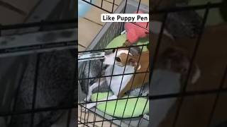 Teach Your Puppy To Like Being in The Puppy Pen [upl. by Adallard484]