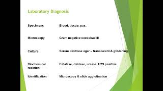 Brucella disease diagnosis and treatment [upl. by Aciraj822]