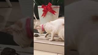 Cat Vs frog cat funnyvideo catsoftiktok pet kitty funny frog [upl. by Sadoc]