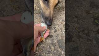 Perrito comiendo pez diablo 😱 fishing pescamosca fish pescaconmosca nature todosobrepesca [upl. by Hebert781]