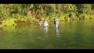 ALL THE FUN IN CAST NETTING IS CATCHING RAW HIMALAYAN TROUT IN FRESHWATER RIVER OF NEPAL  ASALA [upl. by Refanej]