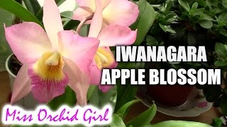 Iwanagaara Jackfowlieara Appleblossom orchid  I finally found it [upl. by Mascia276]