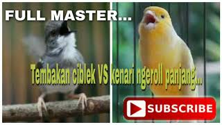 Ciblek ngebren vs kenari ngerol panjang [upl. by Anaigroeg]