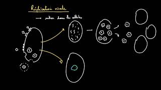 La réplication virale  les cycles lytique et lysogénique [upl. by Attegroeg]