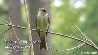 A sample of the Flycatchers of South Carolina [upl. by Ocirema]