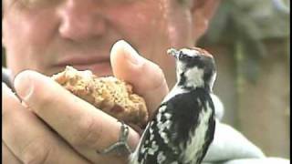 How To HandFeed Woodpeckers And Other Backyard Birds [upl. by Guyon]