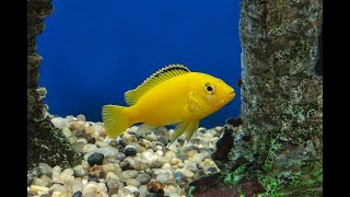 Demasoni and Yellow Lab Cichlid tank upgrade part 2 [upl. by Alick740]