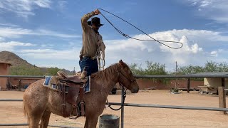 AZHT How to Get a Horse Use to the Lasso [upl. by Meghann]