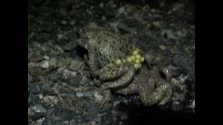 Part 3 Midwife Toad Alytes obstetricans amplexus [upl. by Aihseym]